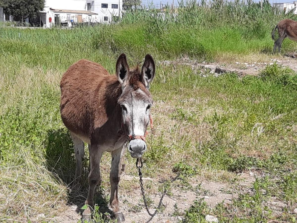 Caseta Del Delta De L'Ebre Sant Jaume d'Enveja Eksteriør billede